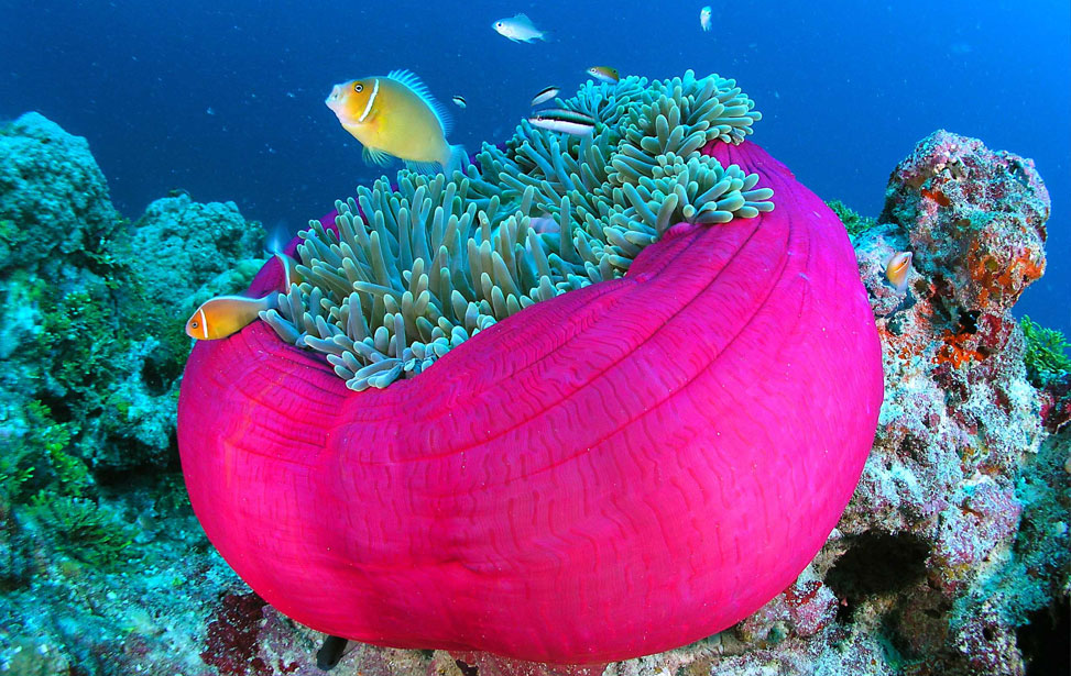 pink-sea-anemone.jpg